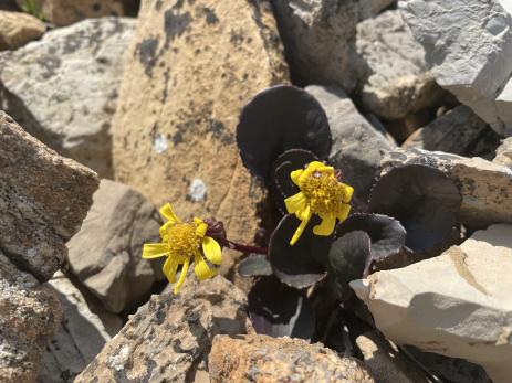 Senecio soldanella 