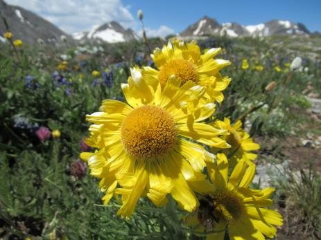 Hymenoxys grandiflora