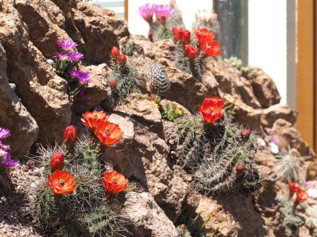 Echinocereus triglochidiatus and Delosperma sutherlandii