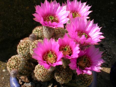 Echinocereus reichenbachii subsp. caespitosus in a clay bowl