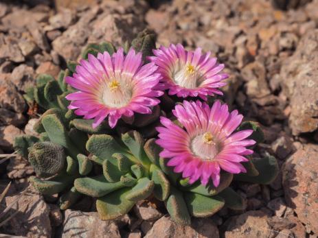 Aloinopsis spathulata  