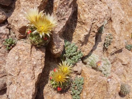 Wall with Escobaria missouriensis, Aloinopsis spathulata and Escobaria sneedii