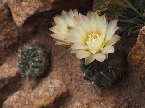 Gymnocalycium gibbosum var. chubutense 