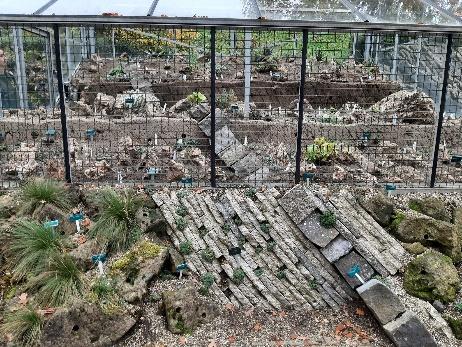 The rebuilt alpine glasshouse