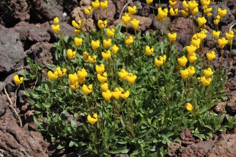 Calceolaria biflora