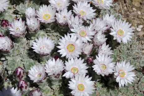 Helichrysum milfordiae