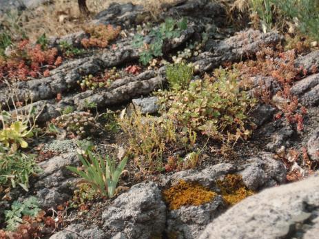 Concrete crevices make great homes for many rock garden plants.