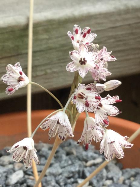 Allium callimischon subsp. haemostictum 