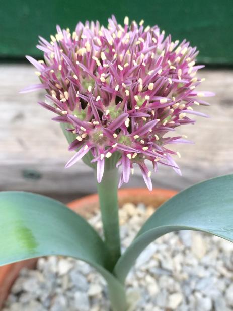 Allium materculae