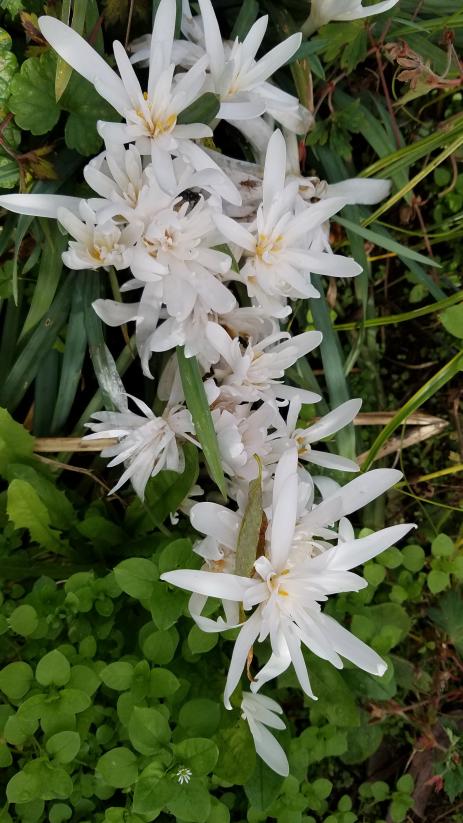 C. autumnale ‘Alboplenum’