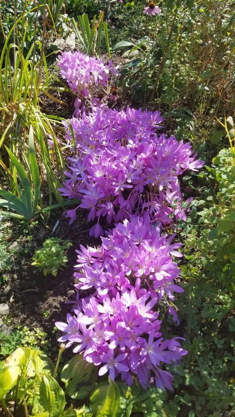 C. autumnale ‘Nancy Lindsay’