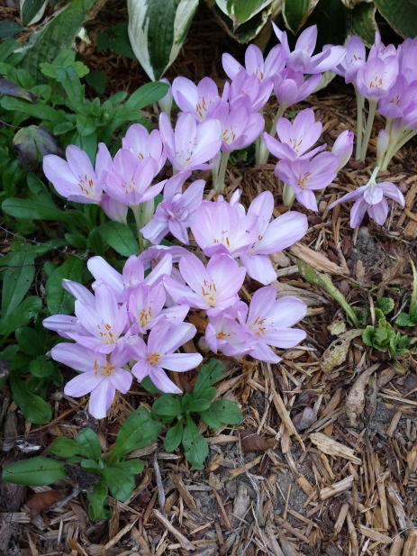 Colchicum x byzantinum 