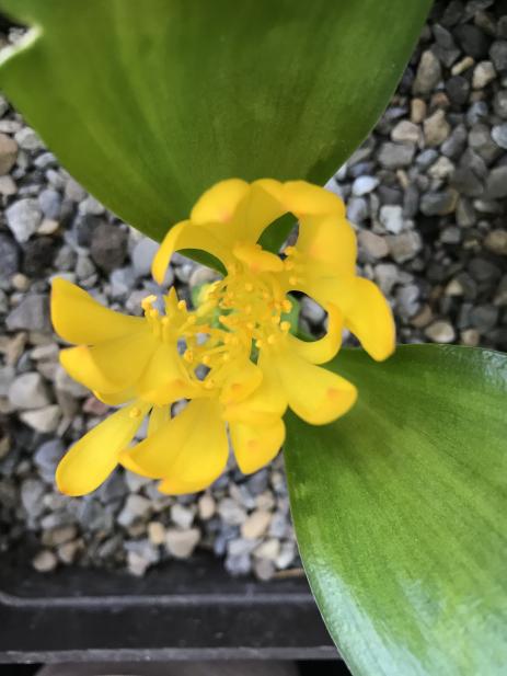 Daubenya aurea 