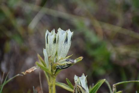 Gentiana algida 