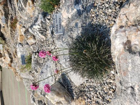 Armeria maritima ‘Rubrifolia’ 