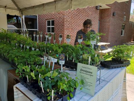 Karen Perkins of Garden Visions Epimediums selling plants.  Photo by Nigel Dyson-Hudson