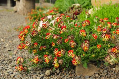 Anthyllis vulneraria subsp. coccinea 