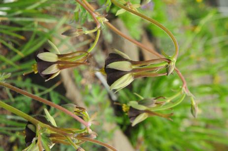 Aquilegia viridiflora   