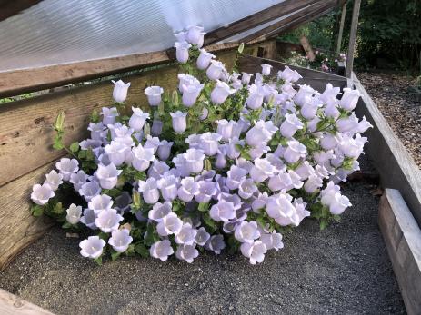 Campanula incurva in the sand bed