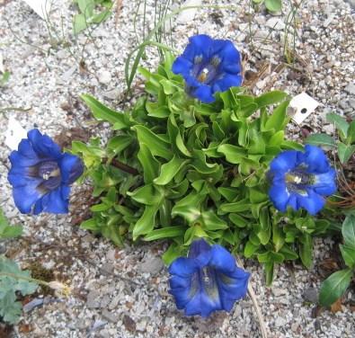 Gentiana acaulis