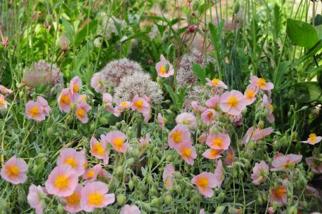 Helianthemum nummularium ‘Wisley Pink’