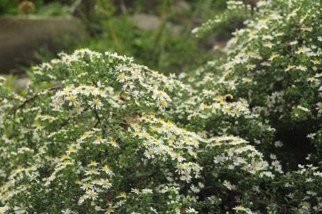 Symphyotrichum ericoides ‘Snow Flurry’