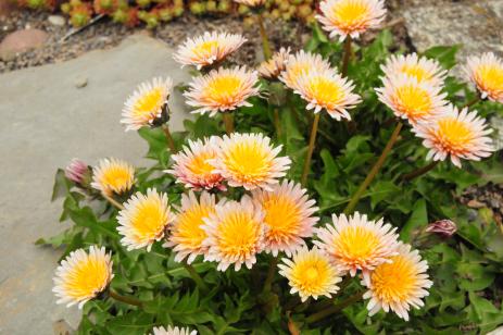 Taraxacum pseudoroseum