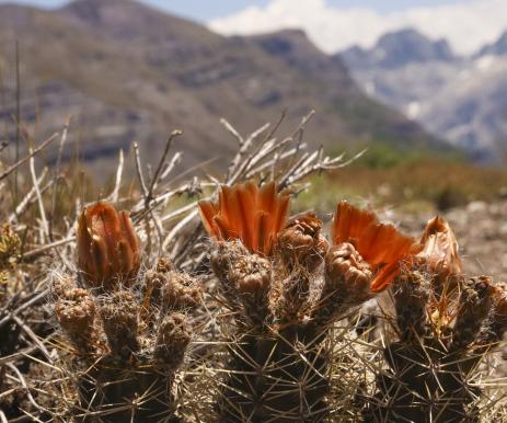 Austrocactus hibernus