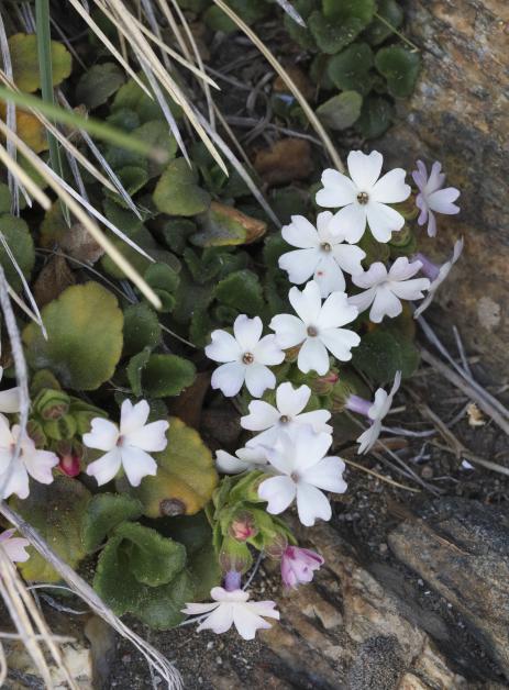 Ourisia fragrans        