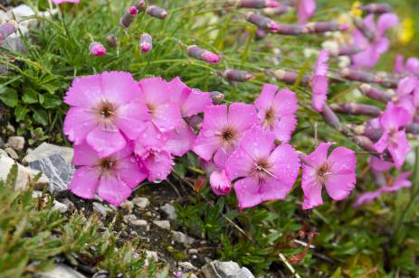 Dianthus sylvestris