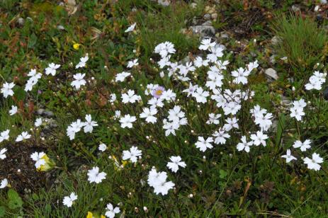 Silene pusilla