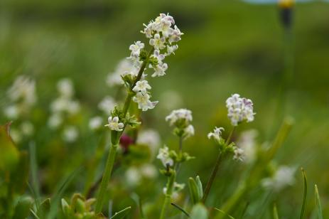 Valeriana celtica subsp. norica