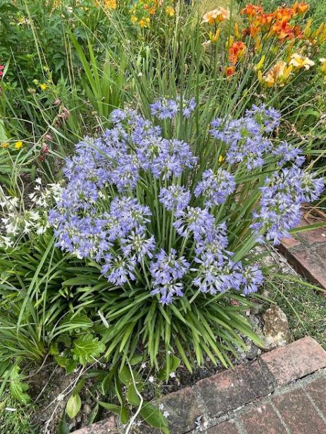 Agapanthus ‘Old Wayside Clone’