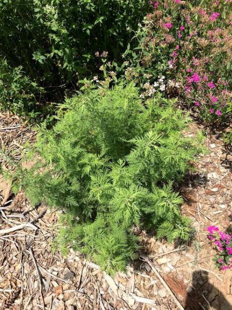 Artemisia afra   