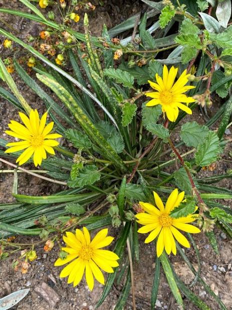 Gazania linearis