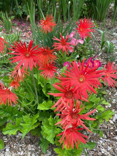 Gerbera jamesonii   