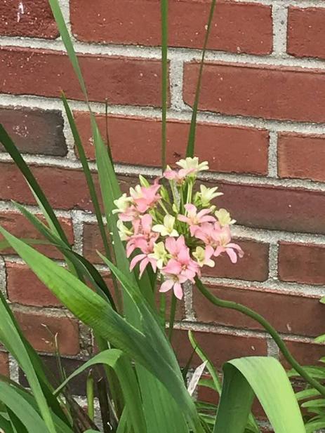 Pelargonium luridum