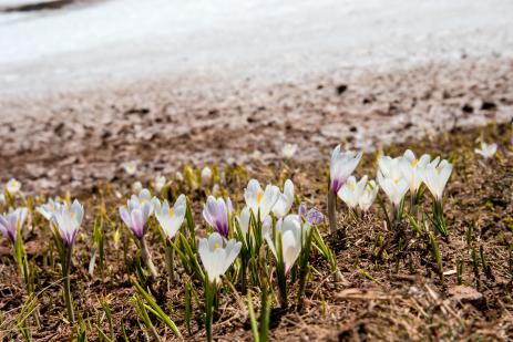 Crocus albiflorus