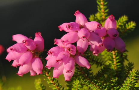 Erica. x stuartii ‘Irish Lemon’