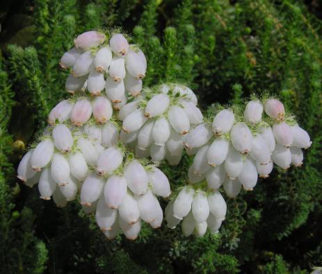 Erica tetralix ‘Alba Mollis’