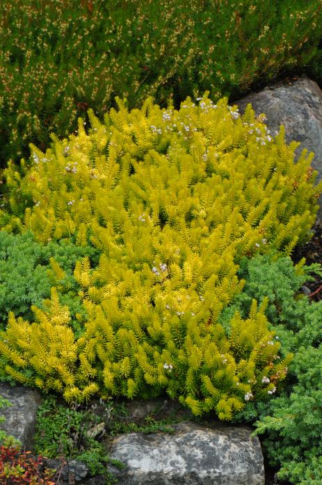 Erica vagans ‘Valerie Proudley'