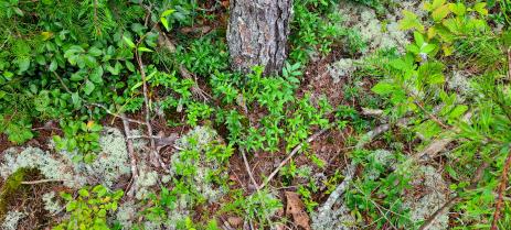 Yellow jessamine (Gelsemium sempervirens) on a dry sandstone ridge under a pine.