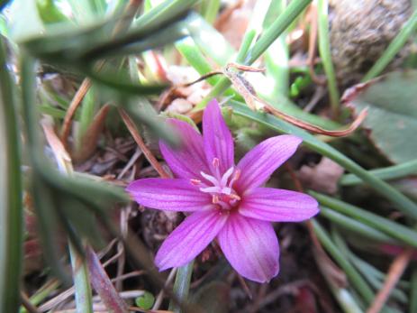 Lewisia pygmaea