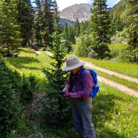 Denver Botanic Gardens botanist Loraine Yeatts on our second collecting trip to Grizzly Gulch on July 21, 2022, with Grizzly Peak in the distance.