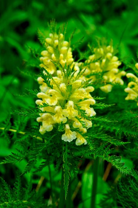 Pedicularis foliosa