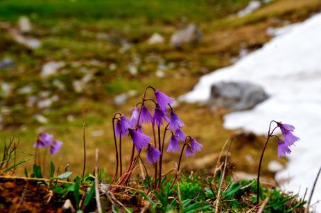 Soldanella alpina