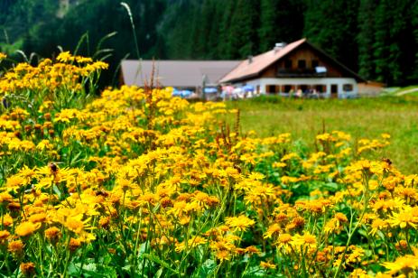 Vilsalpe with Senecio alpinus