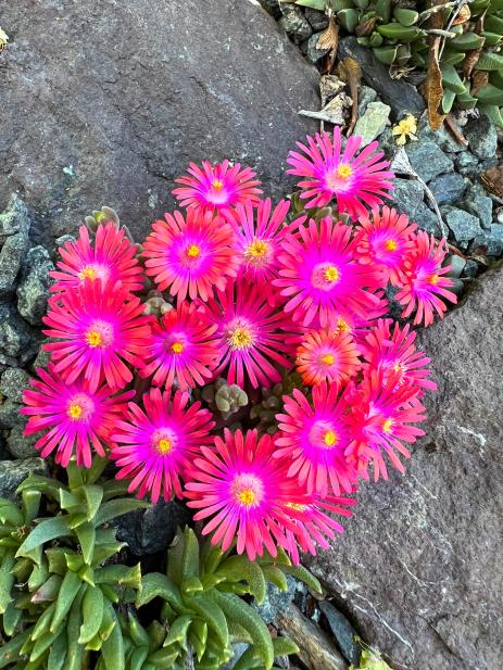 A Delosperma seeding