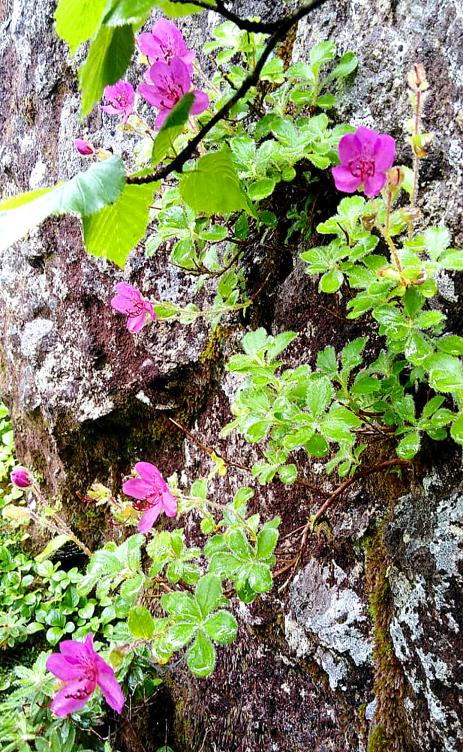 Therorhodion camtschaticum in a rocky rift of  Mendeleev volcano on  Kunashir Island