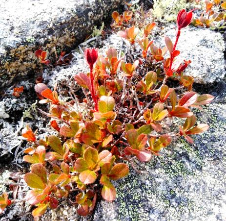 Fall color on Therorhodion glandulosum in Magadan, Russia